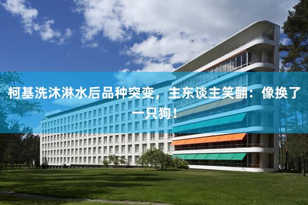 柯基洗沐淋水后品种突变，主东谈主笑翻：像换了一只狗！