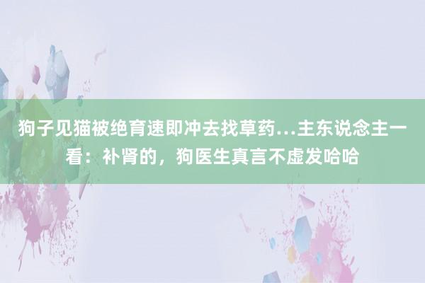 狗子见猫被绝育速即冲去找草药…主东说念主一看：补肾的，狗医生真言不虚发哈哈