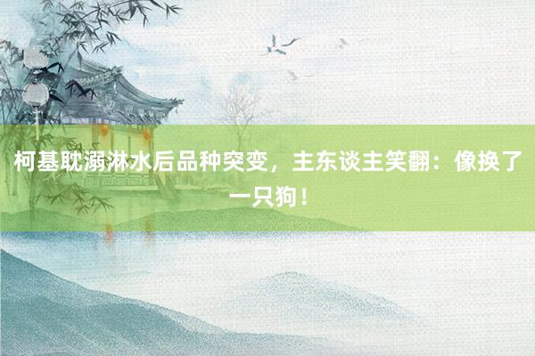 柯基耽溺淋水后品种突变，主东谈主笑翻：像换了一只狗！